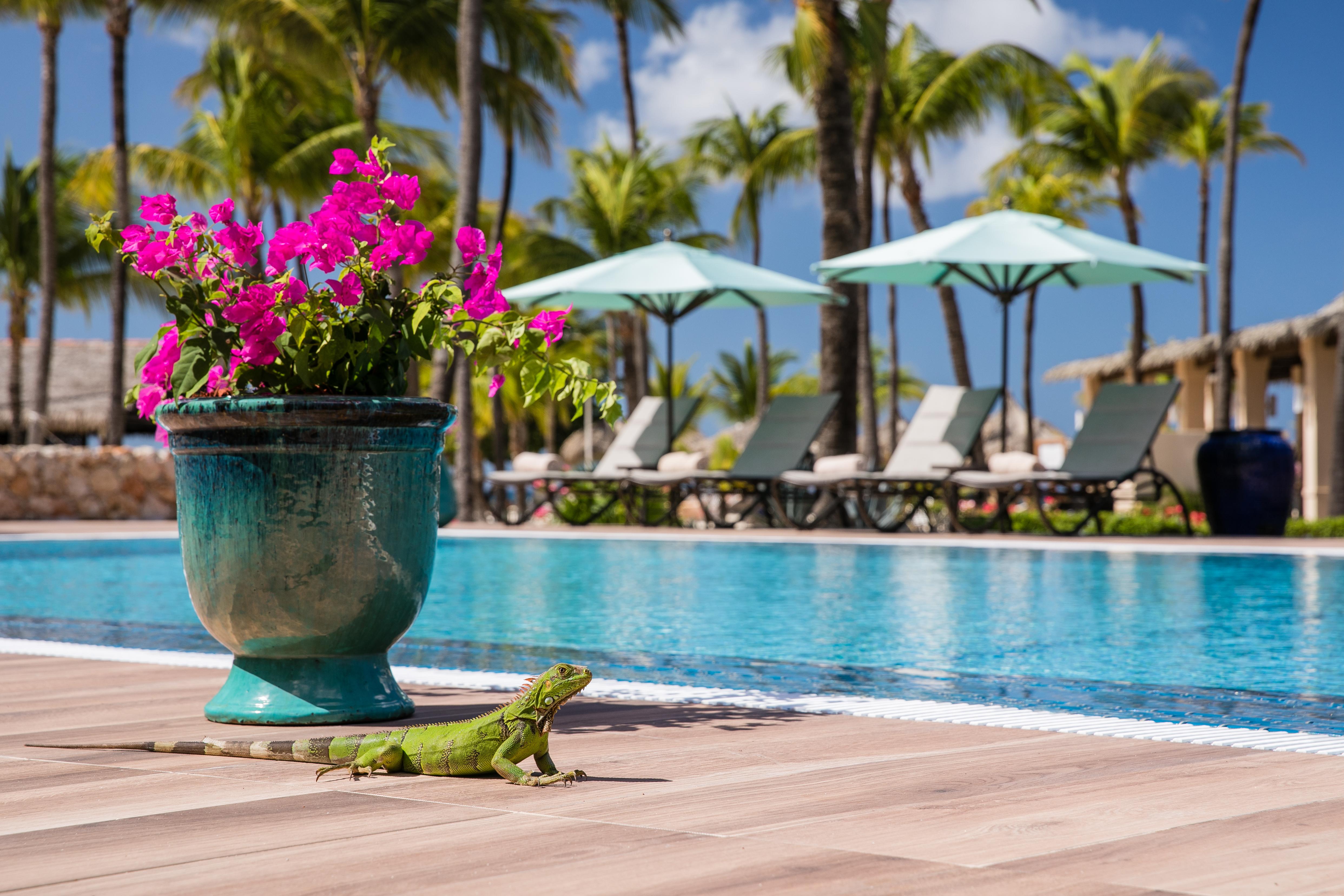 Manchebo Beach Resort And Spa Palm Beach Exterior photo
